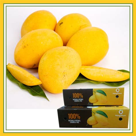 Indian Mangoes | shasthaonline.com