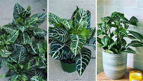 Zebra Plant Care Guide: Tips For Thriving Foliage » Simplify Plants