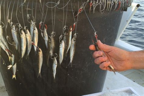 VIDÉO La pêche au thon rouge bat son plein dans la méditerranée