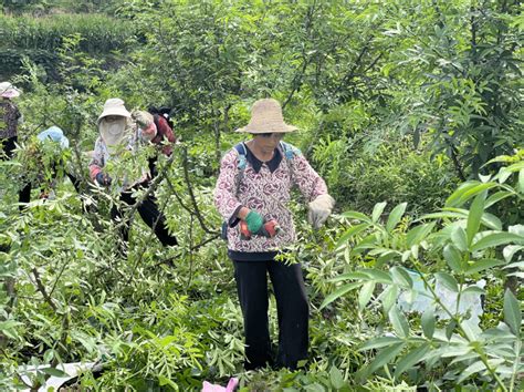 塘坊镇：小小花椒树变身“摇钱树”巫溪县人民政府