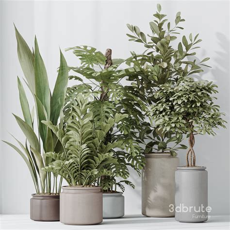 Indoor Plants Set 42 3d model Buy Download 3dbrute