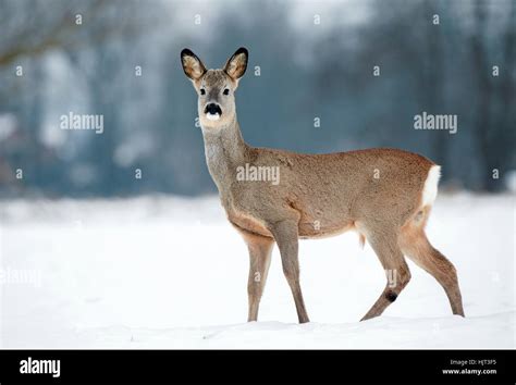 Male roe deer antlers hi-res stock photography and images - Alamy