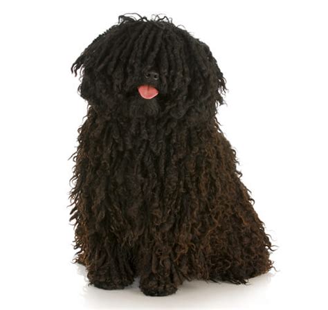 Hungarian Puli Dog Breed Information Purina