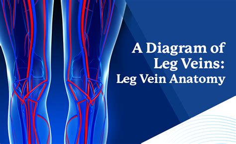 A Diagram Of Leg Veins Leg Vein Anatomy Legacy Vein Clinic