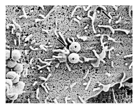 Scanning Electron Microscopy Sem Of Cocultures Of Bovine Mammary