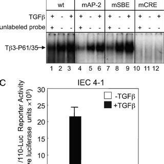 The Role Of Histone Deacetylation In Silencing BNIP3 Gene Expression