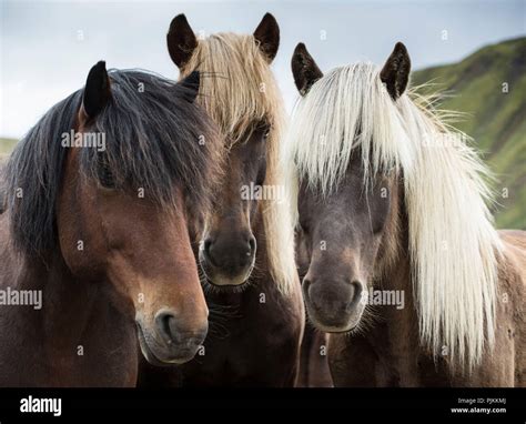 Chevaux noir et blanc Banque de photographies et dimages à haute