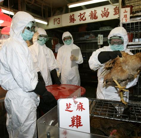 Bird Flu Hong Kong Slaughters 2700 Poultry After Detecting Bird Flu