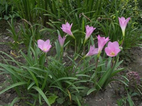 Zephyranthes Rosea Capecchi Vivai Piante Pistoia Rain Lily Plants