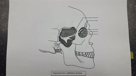 Trigeminal Nerve Ophthalmic Division Diagram Quizlet