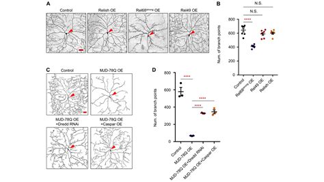 JCellBiol on Twitter Myeong Hoon Han et al show that NF κB