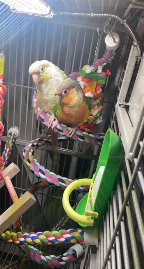 2 Bonded Female GC Conures