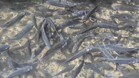 Buy Live Tilapia Fingerlings Online Fingerling