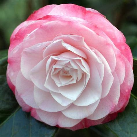 Pin By Beckey Douglas On Camellia Blooms Plants Fragrant Garden Flowers