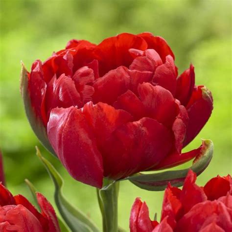 Тюльпаны махровые (72 фото)