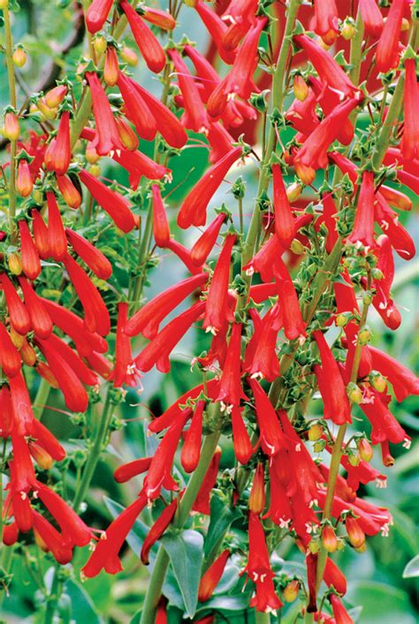 Greatest Best Flowers For Pollinators this years - flower Gardens 3