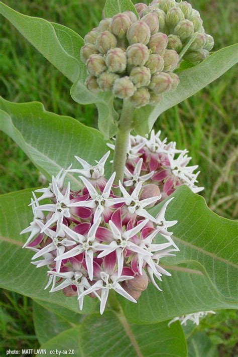 Showy Milkweed Ubicaciondepersonas Cdmx Gob Mx