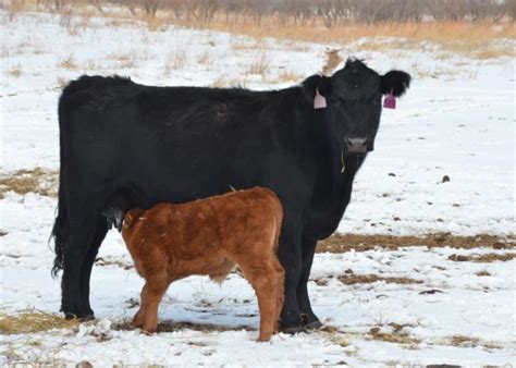 Mastitis in Beef Cows: What You Need to Know | Drovers