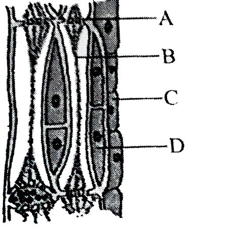 figure represents ls  phloem tissue   labelled
