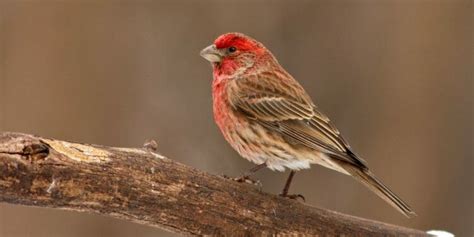 15 Birds With Red Heads and Where To Find Them [Pictures & Guide
