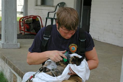 15 Pictures Of Cats Saved By Firemen Business Insider