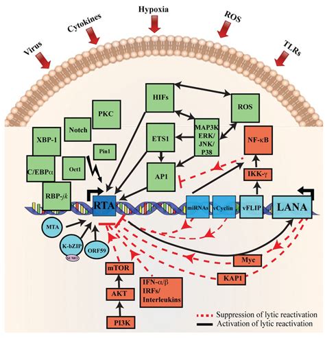 Viruses Free Full Text Molecular Biology Of Kshv Lytic Reactivation