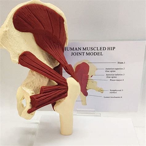 Buy Human Anatomical Model Human Muscled Hip Joint Modelpelvis With