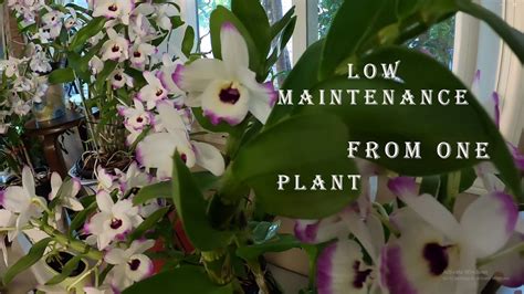 Dendrobium Orchid Plants Bloom Lots Of Flowers Care Tips How To Grow