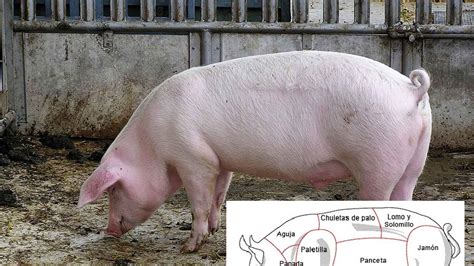 Qué parte del cuerpo del cerdo es el secreto Enterate Delicias