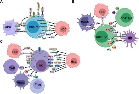 The Mechanism Of Stimulatory Immune Cells To Inhibit HCC Formation And