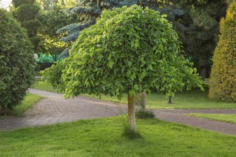 Weeping Trees For Small Gardens Uk - My Bios