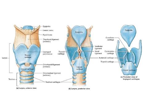 Label The Structures Of The Larynx