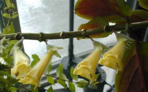 Нематантус: виды с фото, уход в домашних условиях