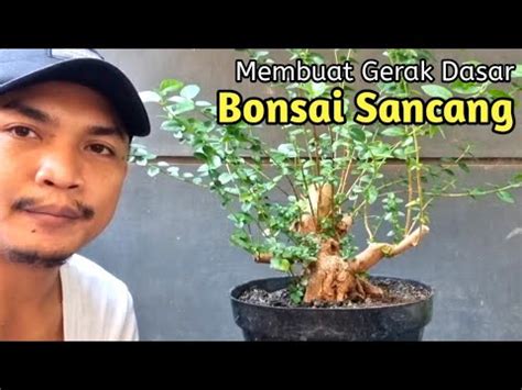 Belajar Membuat Gerak Dasar Bonsai Sancang Premna Microphylla