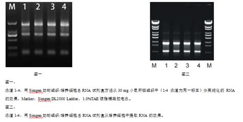 动物组织总RNA试剂盒动物组织RNA提取动物组织RNA纯化动物组织RNA 5001050 杭州新景生物试剂开发有限公司 核酸纯化专家