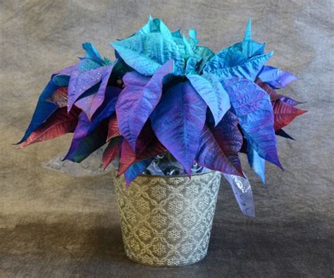 Blue Holiday Poinsettia - Premium Decorated Pot | Gertens Garden Center