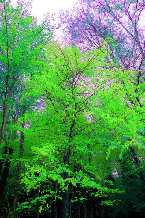 Stampe Artistiche Quadri E Poster Con Alberi Verdi Bosco Fiori E