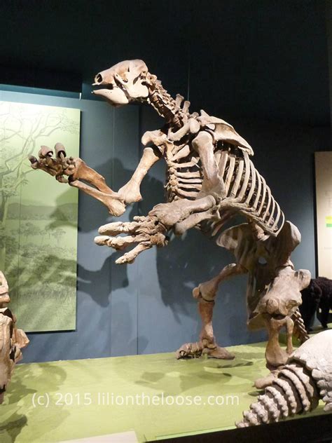 Museum Monday: Giant Ground Sloth - Lili on the Loose