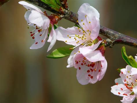 Free Peach blossom Stock Photo - FreeImages.com