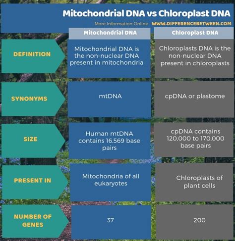 Difference Between Mitochondrial DNA and Chloroplast DNA | Compare the Difference Between ...