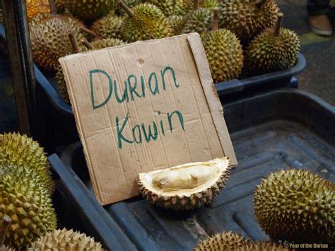 Kahwin Durian At Gadong Night Market Brunei Pasar Malam Gadong