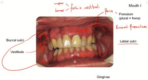 Mouth And Tongue Flashcards Quizlet