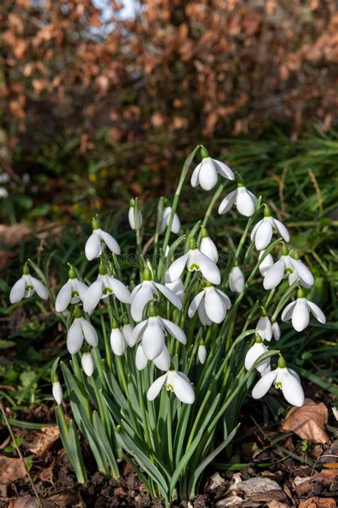 Common Snowdrops Galanthus Nivalis Stock Photo Image Of Closeup