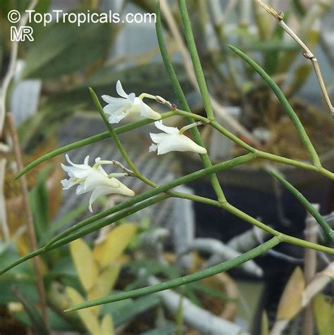 Dendrobium Sp Dendrobium Orchid