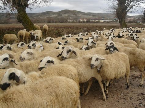 Herd of Sheep · Free Stock Photo