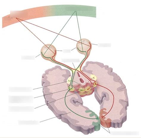 from retina to primary visual cortex Diagram | Quizlet