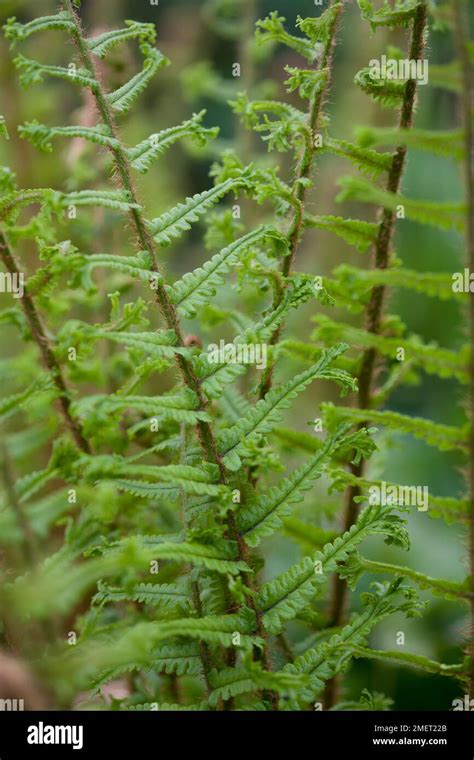 Dryopteris Affinis Cristata Stock Photo Alamy