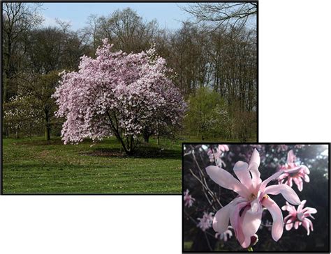 Leonard Messel Magnolia Hinsdale Nurseries Welcome To Hinsdale