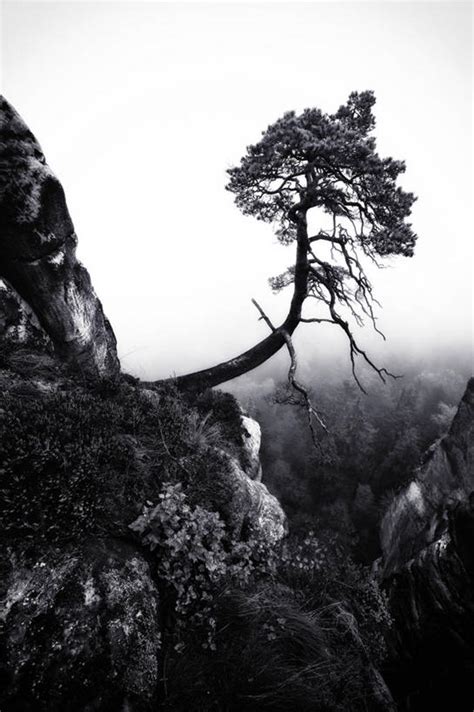 无人竖图黑白室外白天美景山德国地形景观树自然景色摄影宁静自然风光德累斯顿萨克森