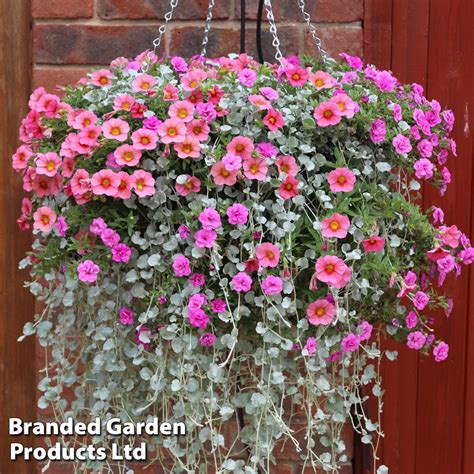 Pre Planted Hanging Basket Mix Suttons